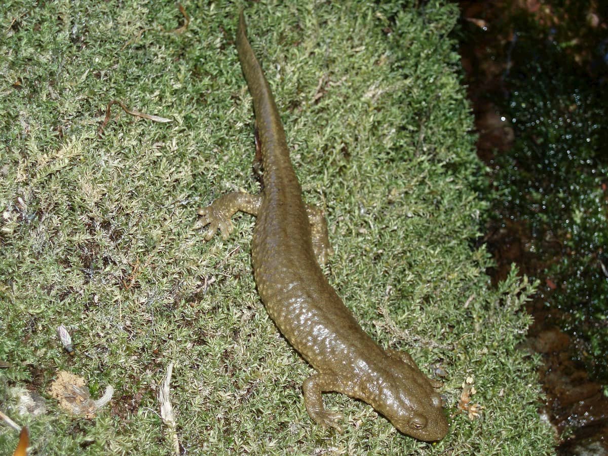 Triton Pyrénées