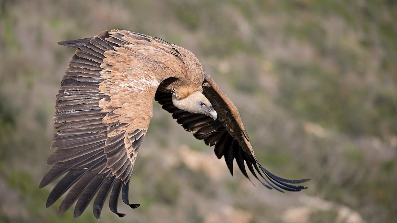 Le Vautour fauve