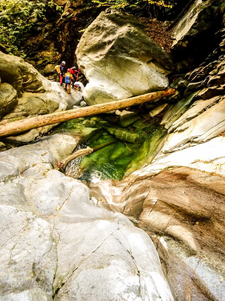 arbre tessin
