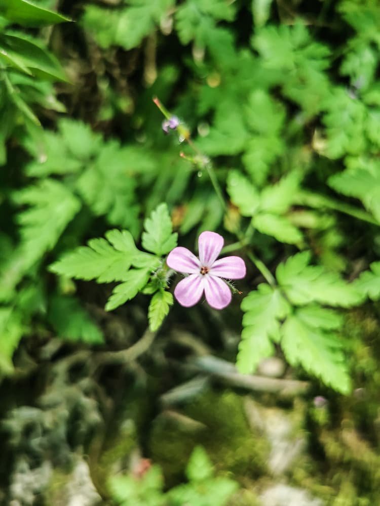 geranuim sauvage herbe a robert