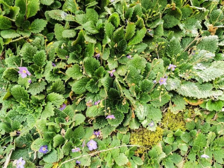 ramondia des pyrenees